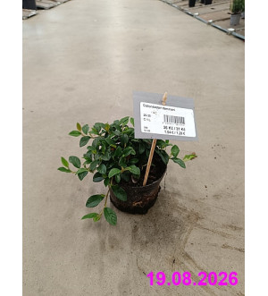 Cotoneaster dammeri C 1 L